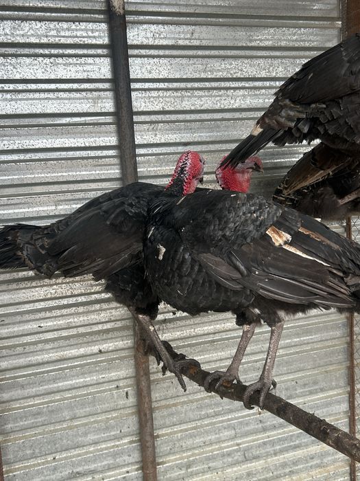 Үндіктер Савхоз Шардара