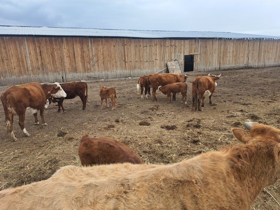 Коровы с  телятоми