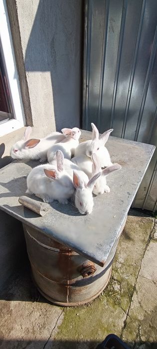 Iepuri uriaș de Transilvania și uriaș gri german