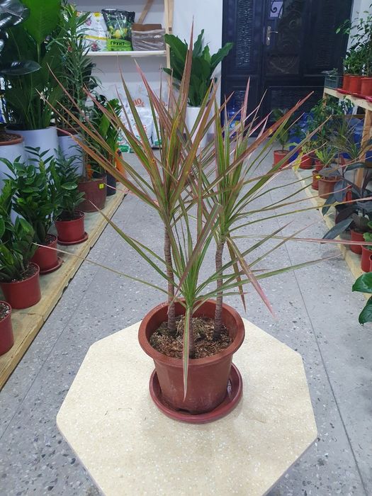 Drasena драцена.