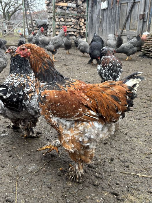 Cocosi brahma de vanzare