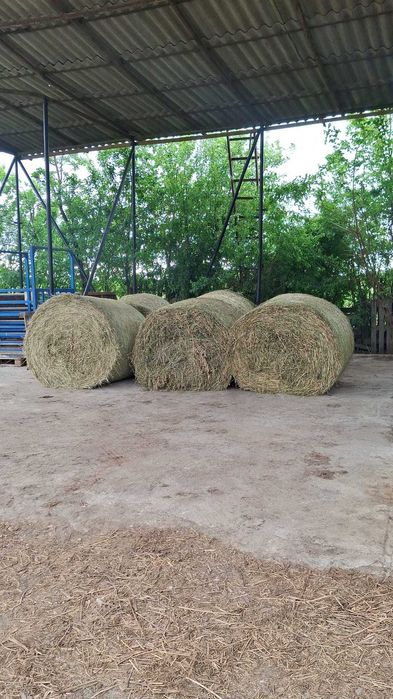 baloti de lucerna mari rotunzi cu greutati intre 300kg-400kg