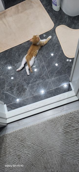 Котенок в хорошие руки