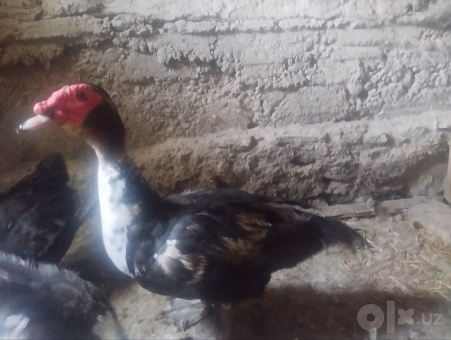 Gibrid yirik boʻladigan indoutka jo'jalari sotiladi
