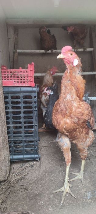 Хуроз сотилади домашние