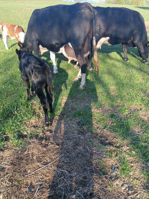 Vând vaca cu lapte fatata recent