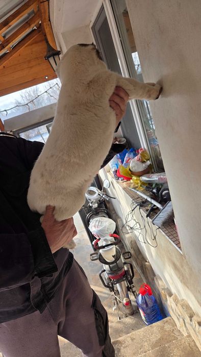 Кученце Алабай търси своя нов грижовен стопанин