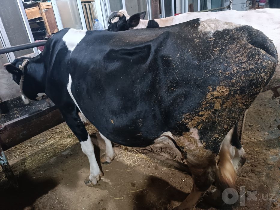Sigir sotiladi sutdor 20 tadan oshq beradi