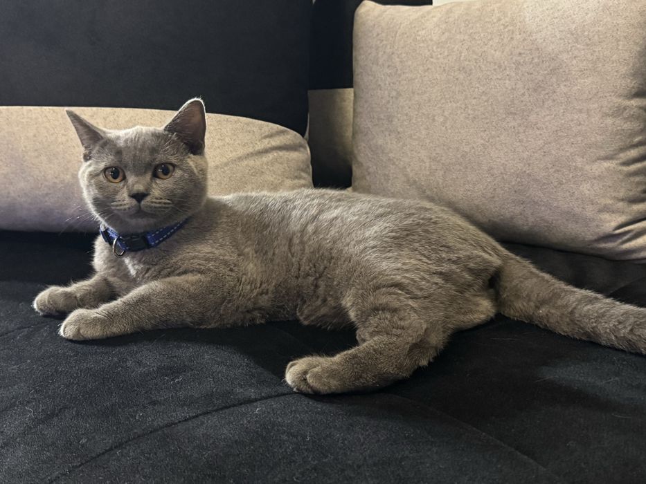 Котка британска късокосместа