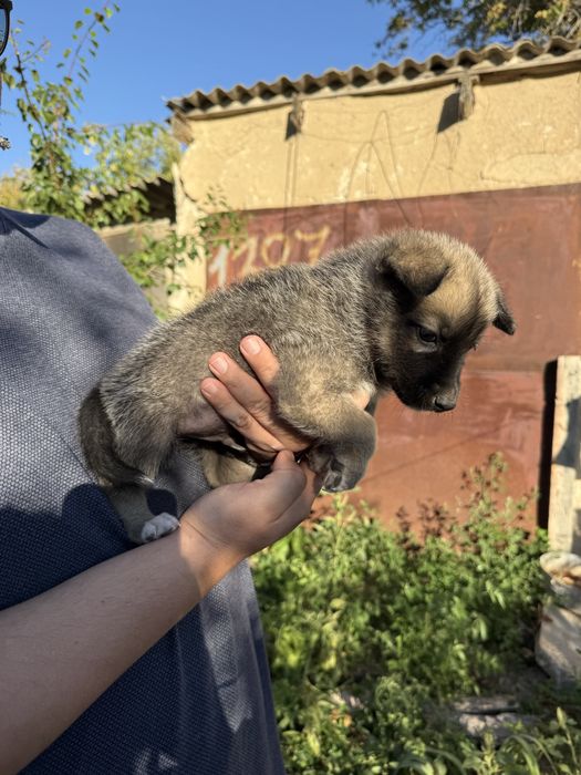 Щенок(мальчик) в добрые руки