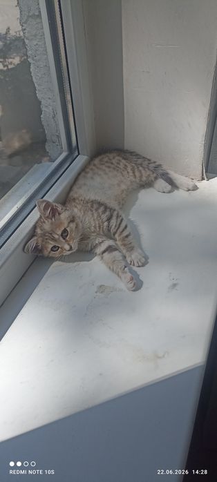 Продам котенка мальчик