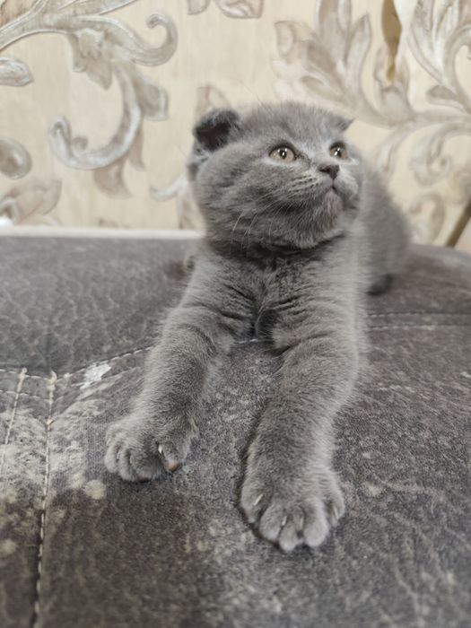 Девочка скоттиш фолд