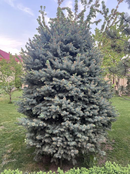 Кремлевские и голубые ели