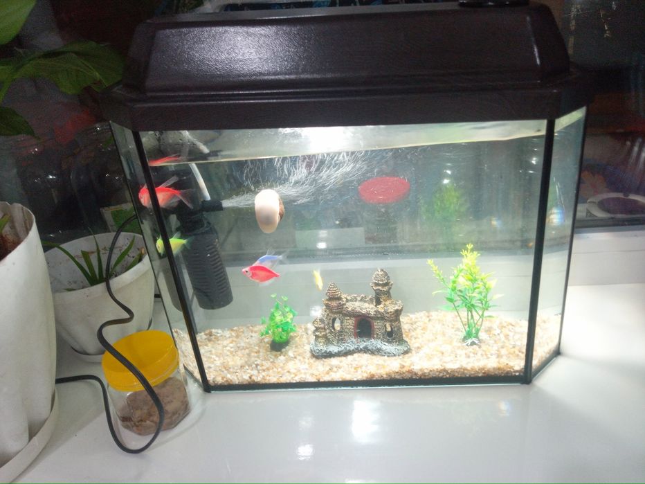 Аквариум с рыбками