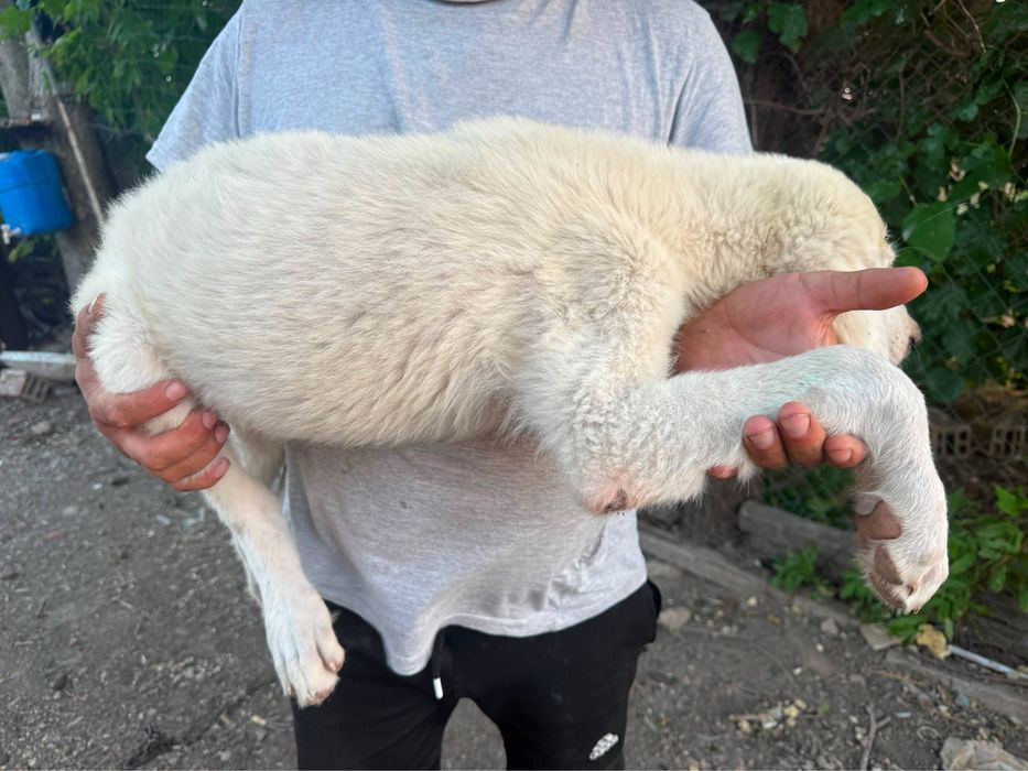 Продавам Кученца (Алабай)