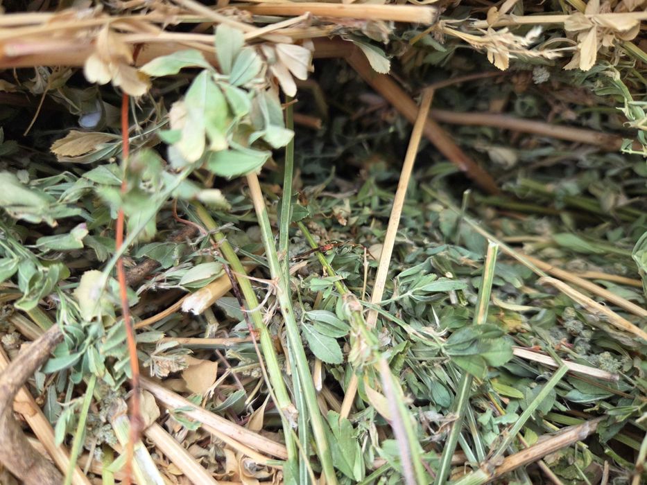 Baloti Lucerna 160×120