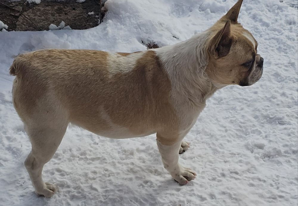 Продам французский бульдог