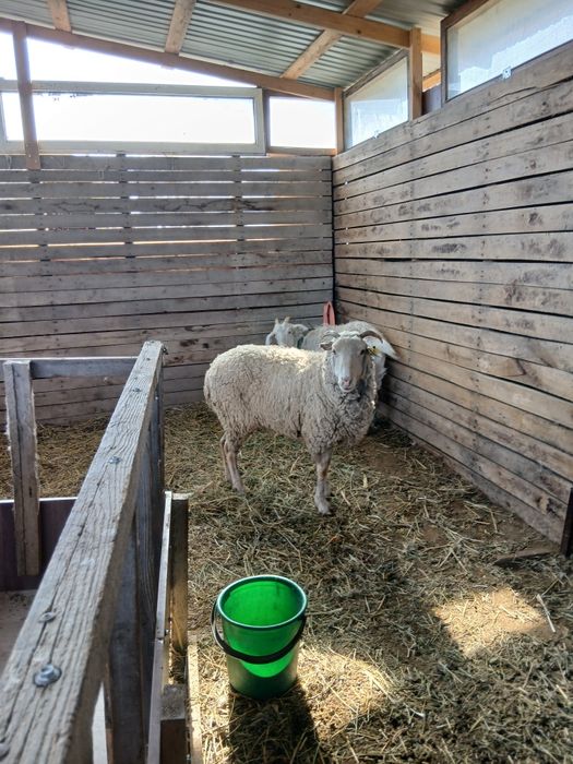 Продам баранов тохты