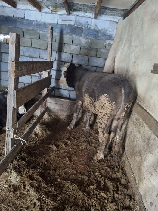 Продам      бычков