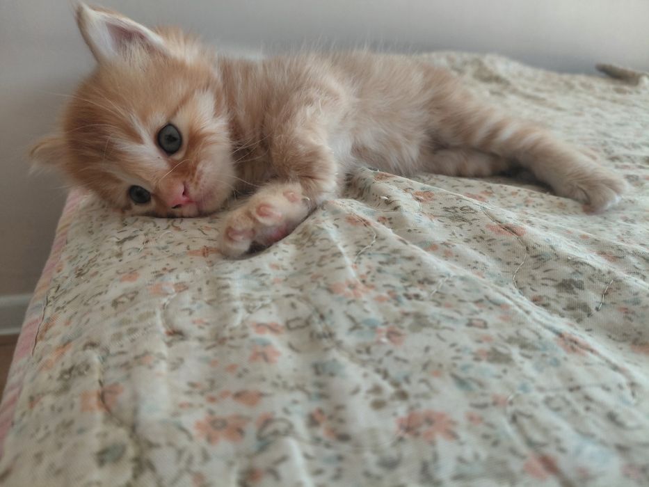 котёнок полу мейн-кун