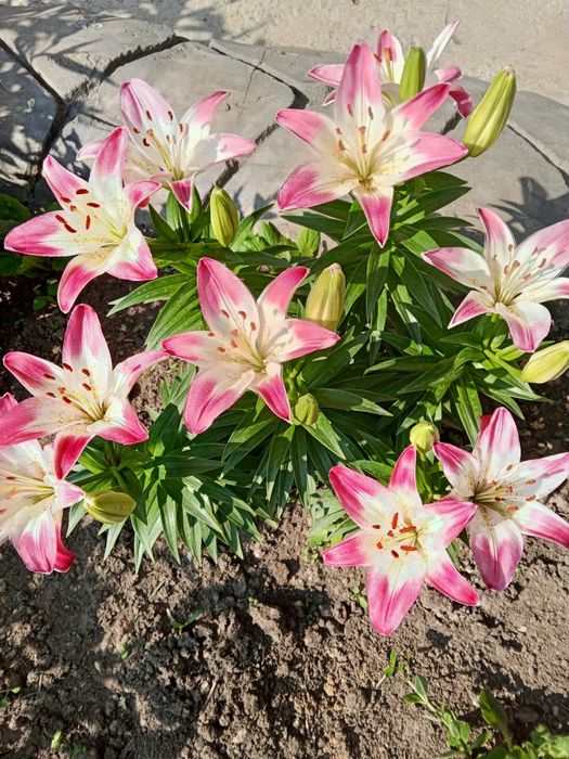 Продаю луковицы лилий