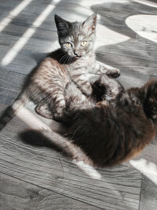 Породистые котята страйт и фолд ищут семью