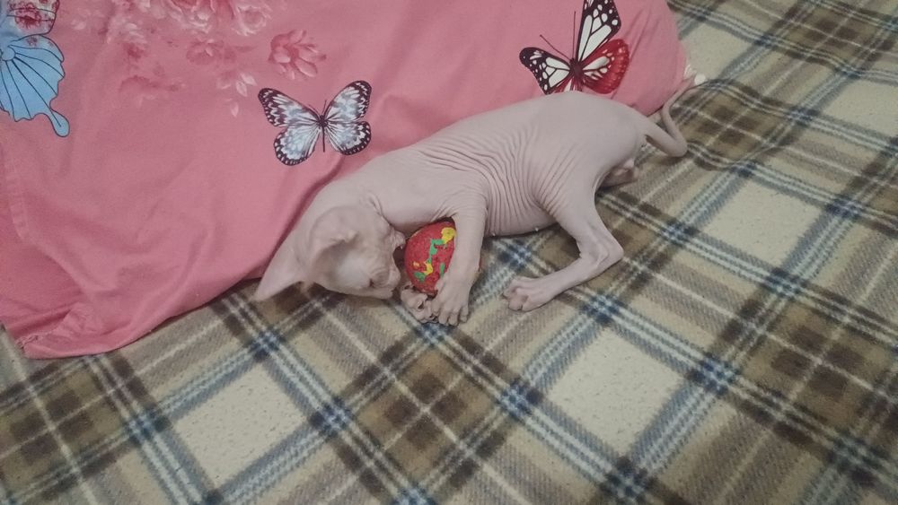 Продаем котенка Сфинса
