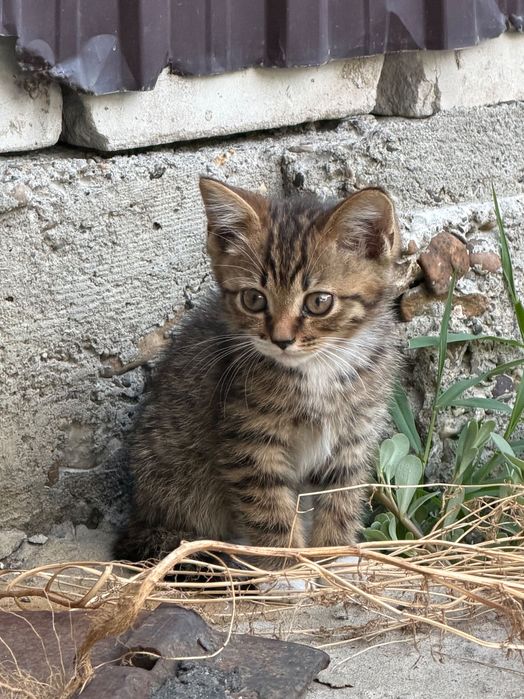 Отдадим котенка в хорошие руки