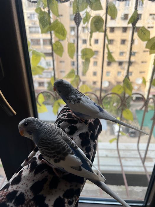 Valnistiy papugay Totiqush Волнистый чех подчех