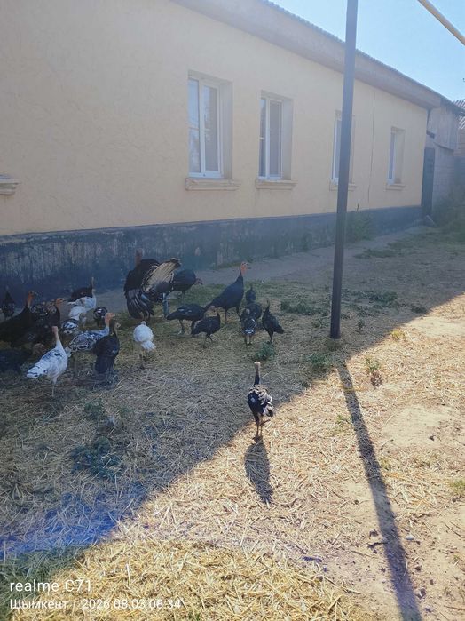 Продаю индюков срочно