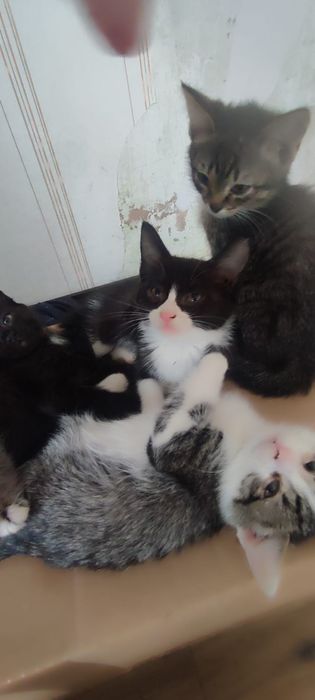 Отдам котят в добрые руки