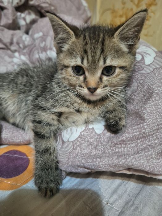 Skottish strayt  bolachalari Yaxshi qo‘llarga betiladi