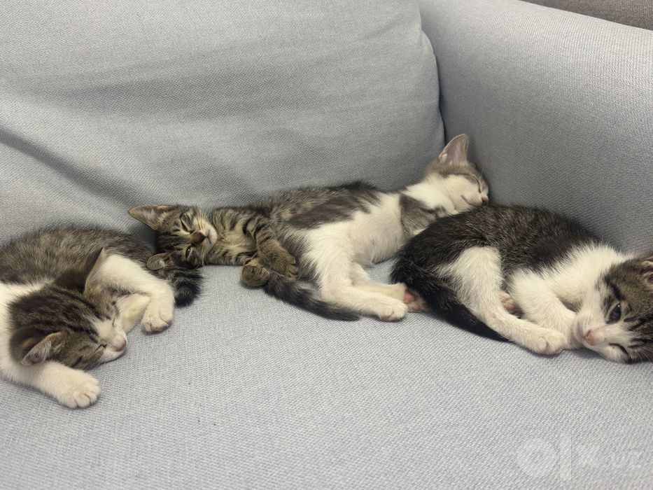 Отдам котят в хорошие руки
