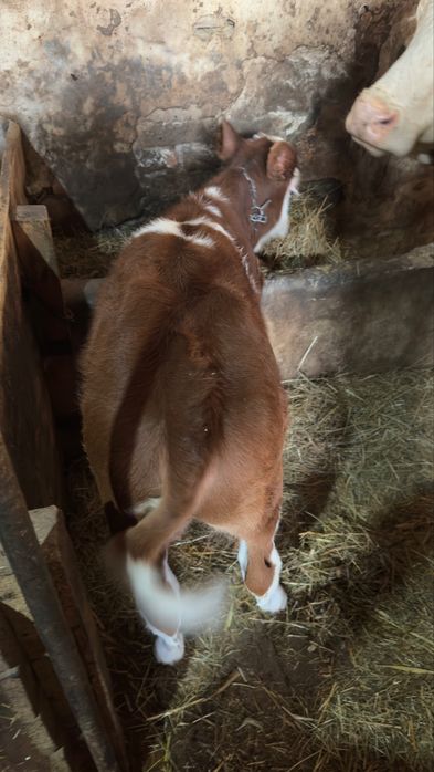 Vând 2 vițele…..