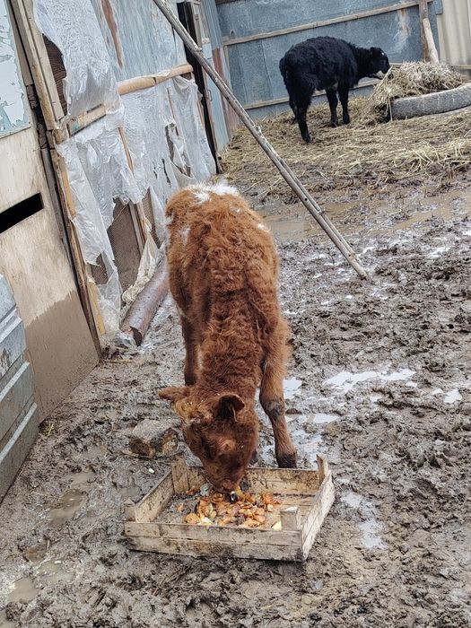 Бұзау мен баспақ сатылады