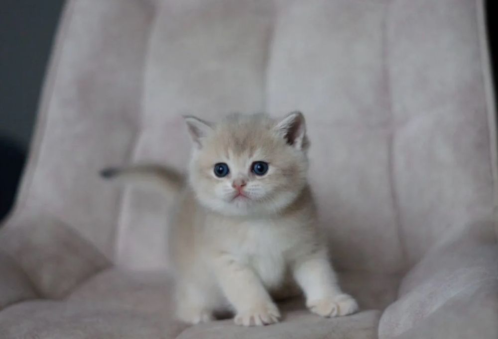 Британский короткошёрстный котёнок