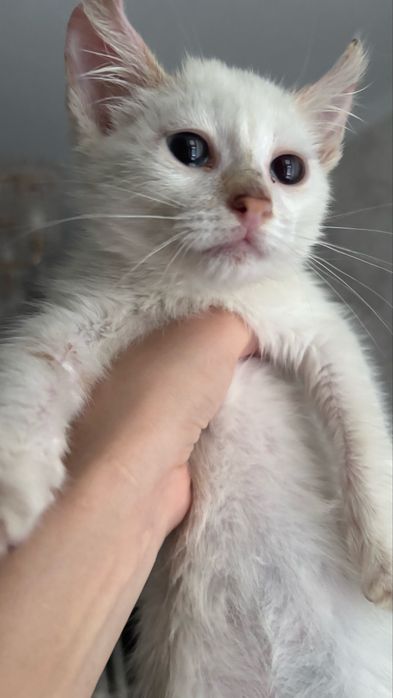 Отдам в добрые руки котят(девочки)
