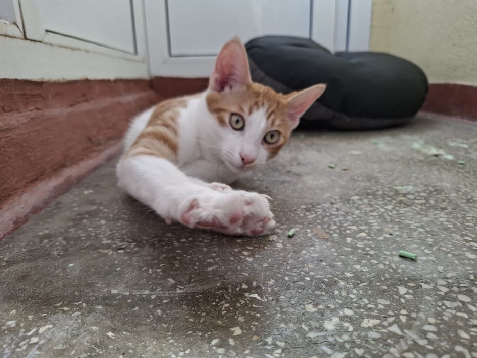 Ron- motanel in cautare de casuta