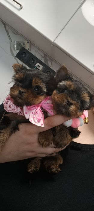 Йоркширски териер -мини йорки