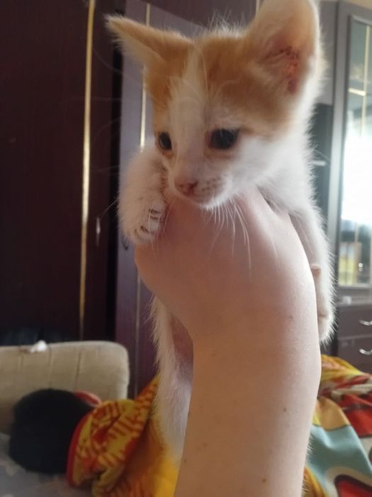 Бесплатно котёнок