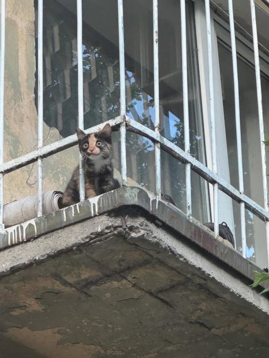 Отдам кошку в добрые руки