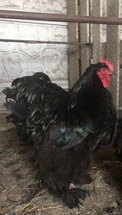 Vand cochinchina urias negru