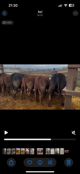 20 de taurasi angus ,vitei ,tauri