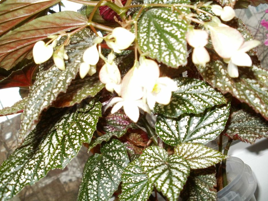 Продавам цветя бегонии Тамая - големи