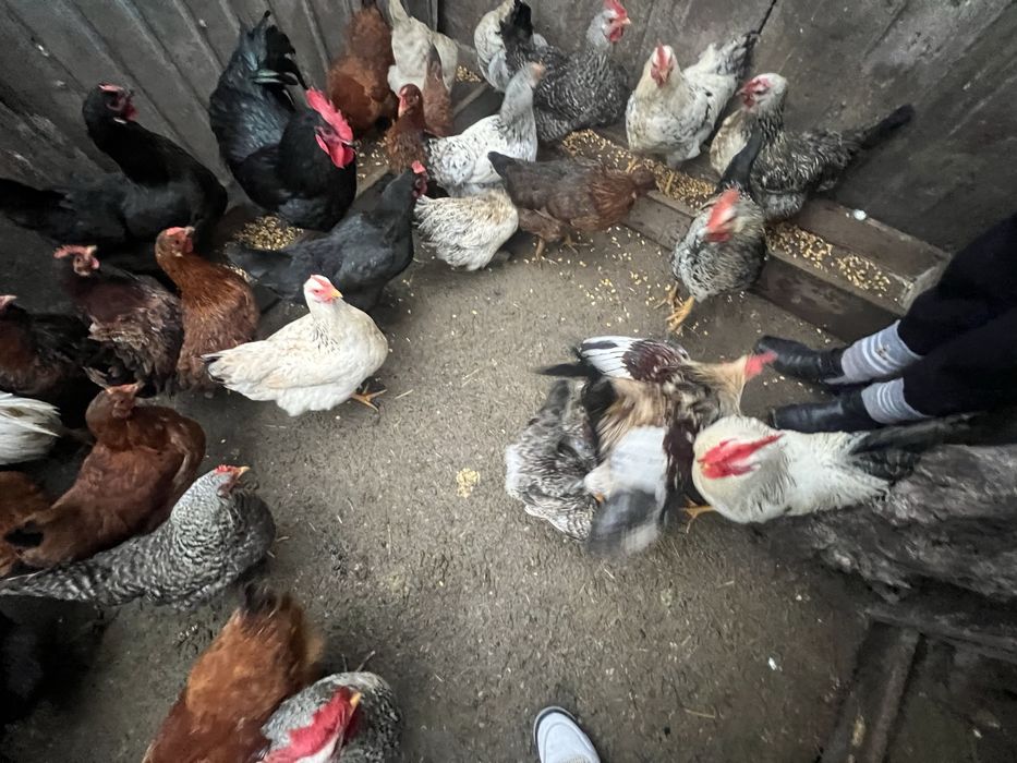 Vand gainii de curte