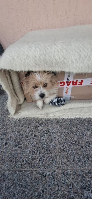 Adopție pui cătei talie mică.