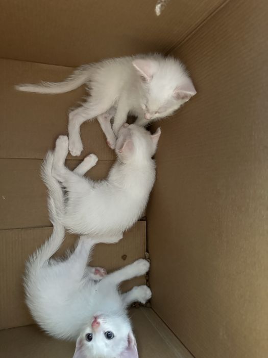 Породистые кошки