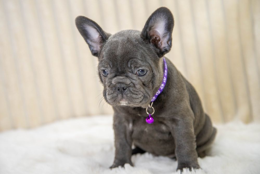 bulldog francez blue