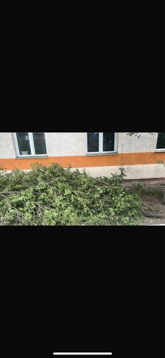 Тегін қарағаш отын ағаштан кесілген