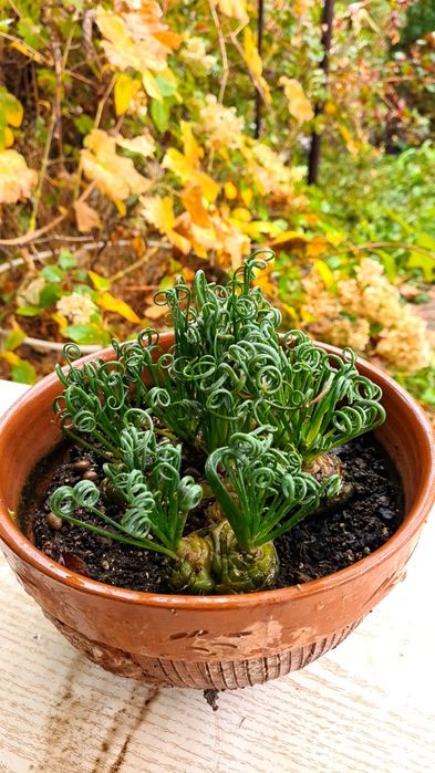 Albuca Spiralis Альбука растение домашнее, цветы комнатные